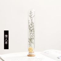 玻璃试管干花花束永生花许愿花瓶植物标本装饰摆件生日伴手礼物 情人草
