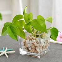 精品大小号水晶玻璃鱼缸花瓶 水培郁金香白掌多肉懒人玻璃花盆 6*6方缸