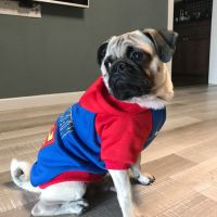 狗狗衣服巴哥秋冬装秋装秋天八哥法斗牛犬柯基宠物小中大型犬泰迪 蓝色超人秋冬(扣子款) XS(建议1-2斤)