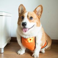 狗狗肚兜加绒加厚护肚防着凉柯基犬中小型犬宠物衣服围兜隔凉泰迪 橙色加绒肚兜母狗 xs(建议6-10斤)