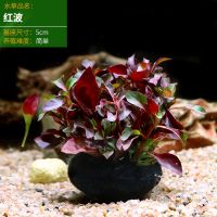 鱼缸懒人水草淡水养鱼增氧水草草缸活体植物造景套餐水族箱中后景 红波坨(5厘米)