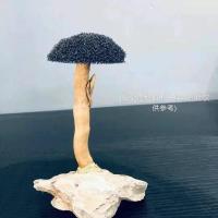 莫斯树水草懒人沉木活体莫丝迎客松造型鱼缸造景成品莫斯树新手 9CM迷你单头骨架(无莫斯)