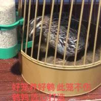 家用鹌鹑笼 杂交斗鹌鹑养殖笼 鹌鹑换毛笼 母鹌鹑下蛋笼鹌鹑笼盆 家用鹌鹑笼 杂交斗鹌鹑养殖笼 鹌鹑换毛笼 母鹌鹑下蛋笼鹌