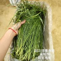 赫尔达优质烘烤果树草可代替提摩西草兔子龙猫豚鼠干牧草荷兰猪草 赫尔达果树草试吃装/100克