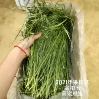 赫尔达优质烘烤果树草可代替提摩西草兔子龙猫豚鼠干牧草荷兰猪草 赫尔达果树草试吃装/100克