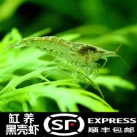 桌面饲养观赏虾除藻虾樱花虾极火虾米虾蓝宝石虾水晶虾黄米虾 黑壳虾20送10只备损