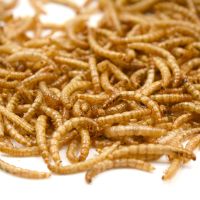 猫粮鱼干仓鼠小鱼干饲料淡水鱼干无盐小鱼干乌龟粮天然巴西龟饲料 袋装面包虫50克 买2送1