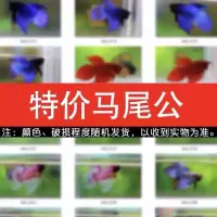 泰国斗鱼马尾狮王半月母斗鱼观赏鱼热带鱼活体宠物淡水鱼鱼缸 随机马尾公 一条