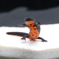 观赏鱼活体宠物小火龙鱼四脚鱼东方蝾螈六角恐龙鱼金鱼娃娃鱼冷水 黑色 小火龙1只5-9cm