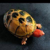 宠物龟招财龟水生水族鱼缸深水龟水鱼巨型大陆龟 宠物龟招财龟水生水族鱼缸深水龟水鱼巨型大陆龟