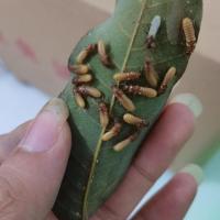 黄翅土白蚁 台湾乳白蚁 家白蚁 勾白蚁 勾白蚁两对装（带幼虫）