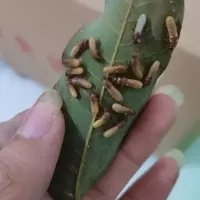 黄翅土白蚁 台湾乳白蚁 家白蚁 勾白蚁 勾白蚁两对装（带幼虫）