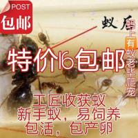 蚂上有蚁老毕爬宠 工匠收获蚁活体蚂蚁工坊宠物蚂蚁巢新手蚁 蚂蚁食物