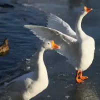 狮头鹅活体正宗潮汕灰狮头鹅三花鹅白鹅特大种狮头鹅仔小鹅活苗 特价白鹅(10只发 买10送2)