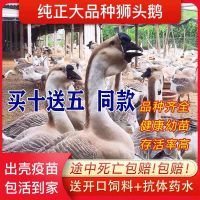 正宗灰狮头鹅小鹅幼仔大白鹅小鹅雏活体大品种三花鹅燕鹅[9月16日发完] 满十只送鹅雏[送饲料开口药] 以上均单只价[