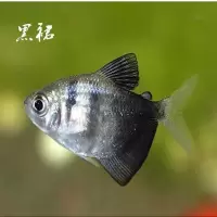 小型鱼天使鱼彩裙黑裙孔雀鱼玛丽虎皮丽丽曼龙热带鱼观赏鱼宠物鱼 黑裙鱼5条
