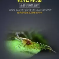 广东黑壳虾活体除藻鱼套餐除藻虾清洁虾观赏虾草虾鱼缸活体免 100加送100共200只