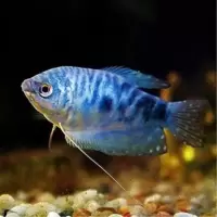 观赏鱼丽丽鱼活体七彩丽丽血丽丽黄曼龙蓝曼龙观赏鱼好养小型鱼 蓝曼龙4-6厘米2条