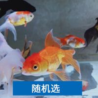 欧立海金鱼活体观赏鱼冷水鱼活物淡水好养小型宠物狮头龙睛金鱼苗 金鱼3-5cm[随机]5条