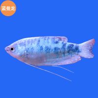曼龙鱼好养耐活鱼不打氧淡水宠物鱼蓝色冷水野生花手巾小型万龙鱼 5-6cm蓝曼龙2条