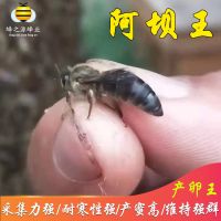 阿坝王双色王广东本地高产王开产王处女王新王优质中蜂种蜂王活体 精选阿坝开产王