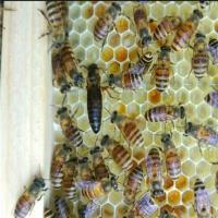 中蜂蜂王种王优质高产蜜蜂活体产卵王双色王开产新王黑色处女王 特价处女王[死亡退一半]