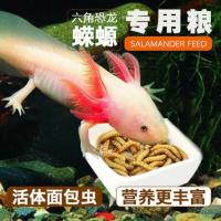 东方活体六角恐龙鱼霸王鱼小火龙淡水冷水鱼缸观赏鱼 六角的美食50ml/4盒