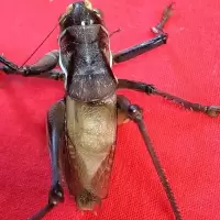 名家份房人工铁皮蝈蝈 入门级蝈蝈 膀行好 性价比高 出叫率高 入门级人工铁皮蝈蝈性价比高
