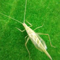 四季春虫艺虫具活体鸣虫宠虫爬虫人工新脱绿青竹铃新脱柬埔寨竹蛉 普通青竹铃一只