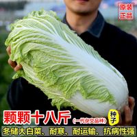 大白菜籽种子籽孑抗热耐寒储存抗病东北棵棵18斤夏秋冬四季播蔬菜 颗颗十八斤[北京新三改良款]大白菜 [原装]600粒(5