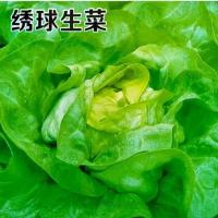 新品种绣球生菜种子生菜种籽结球包心生菜卷心菜四季盆栽大田蔬菜 绣球生菜种子原装1包约1000粒