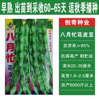 八月忙冻死鬼豆角种子耐寒耐热高产耐高低温长芸豆无筋豆蔬菜种子 八月忙花皮豆种子/50克 1包[原装正品]