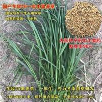 多年生黑麦草种子耐寒养牛羊鸡鹅鱼苜蓿草种籽牧草养殖黑麦草籽 冬麦70黑麦草1斤装