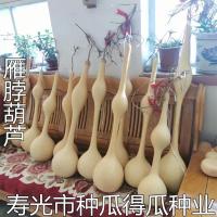 雁脖葫芦种子 观赏爬藤遮阴阳台绿化葫芦种籽手捻亚腰八宝葫芦籽 5粒