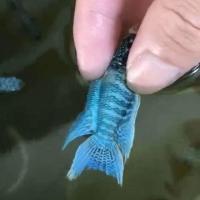 中国斗鱼蓝蛇纹斗鱼耐养易活无需打氧活体淡水观赏鱼 蓝蛇纹5-6公分1条
