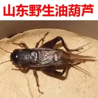 山东斗蟋蟀蛐蛐活体,野生油葫芦活体,听叫,鸣虫爬虫,玉米地自抓虫 山东野生油葫芦活体1只(大小随机)