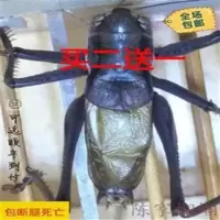 平谷黑新脱冬蝈蝈铁皮大号鸣虫蝈蝈宠物陈记份房风险 绿蝈蝈(不包断腿)