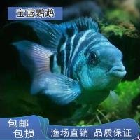 迷你鹦鹉观赏鱼三湖慈鲷科鱼观赏短鲷荷兰金波子淡水鱼马鲷热带鱼 宝蓝鹦鹉1-1.5厘米3条