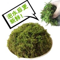 水苔兰花蝴蝶兰专用石斛种植嫁接乌龟蜥蜴冬眠垫材青苔藓植物铺面 一级特选干苔藓[100克]