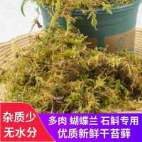 蝴蝶兰专用土干水苔兰花干苔藓石斛捕蝇草种植嫁接营养土乌龟冬眠 50克