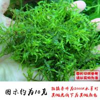 散装莫斯大三角垂泪阴性水草绑线鱼线杜鹃根沉木绑线不锈钢网片草 散叶垂泪10克 送绑线1个