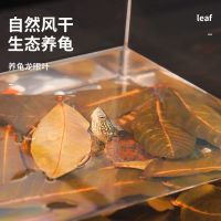 免煮乌龟龙眼叶治疗腐皮养龟用品水族鱼缸榄仁叶懒人调节水质造景 自然风干龙眼叶 (约100片)