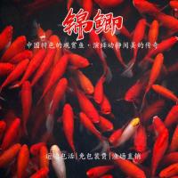 小金鱼活体冷水观赏鱼耐活好养鲫鱼鱼苗批发鲜活淡水鱼龙鱼饲料 3-5cm草金8送2(包活8) 鱼食一瓶/50g