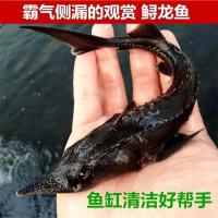渔场直供 鲟鱼活体 鲟鱼苗 鲟龙鱼新手鱼中华好养 200克鲟鱼饲料