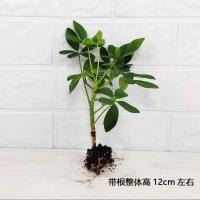 鸭脚木盆栽八方来财绿植发财树招财旺宅室内桌面吸甲醛净化空气 八方来财[1颗小苗]