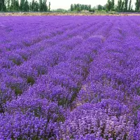 薰衣草种子四季播盆栽薰衣草香草种子花卉种子花籽花草花种子 薰衣草500粒()