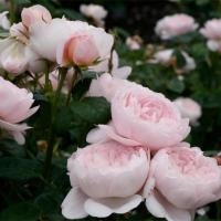 [瑞典女王]四季勤花 精品月季花苗大花浓香灌木不断带花苞阳台 瑞典女王[店铺最] 30-50公分大苗