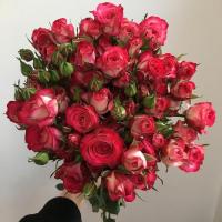 詹森玛丽真彩230果汁阳台天荷盆栽庭院大花月季浓香欧月四季开花 多头狮子座 小杯苗