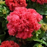 重瓣矮牵牛四季开花易活易爆盆阳台庭院花卉 重瓣矮牵牛红色 原土原盆