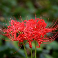 彼岸花种球一斤约25个曼珠沙华种子石蒜花卉盆栽庭院绿植观花植物 红花小种球60个